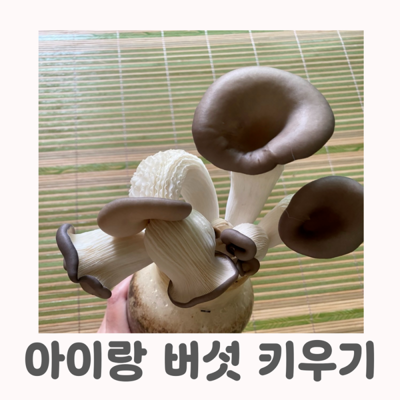집에서 느타리 버섯키우기 키트로 3가지 활용법