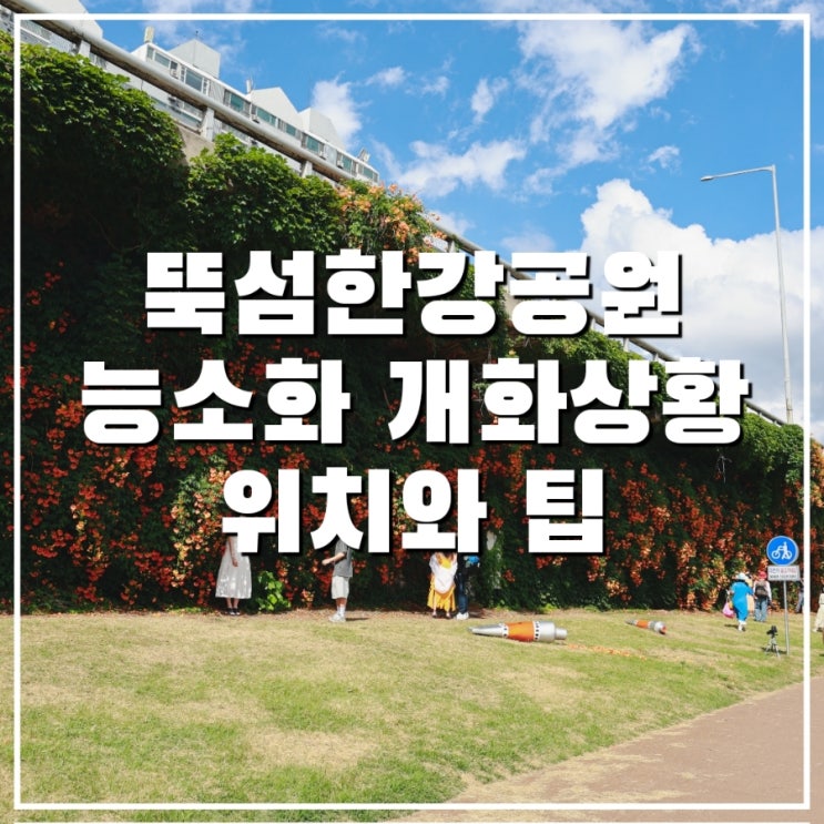  뚝섬한강공원 능소화 위치 만개 중 사진 찍기 좋은 시간은?