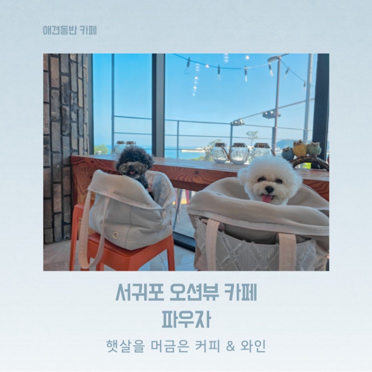  통창 오션뷰 정방폭포 근처 커피와 와인에 진심인 로스터리 카페 파우자