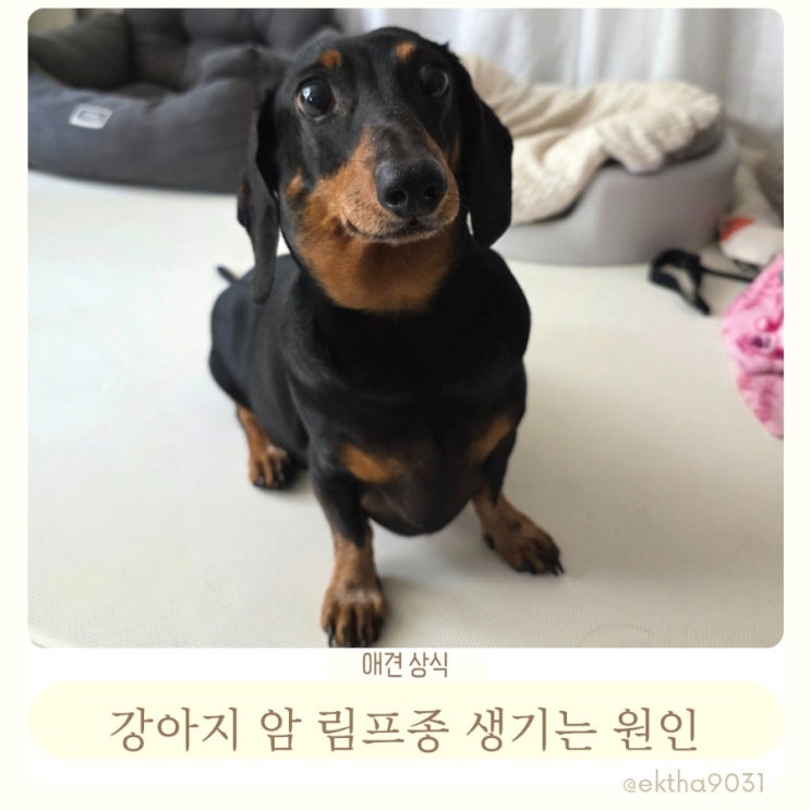  강아지 암 림프종 생기는 원인 치료 후기