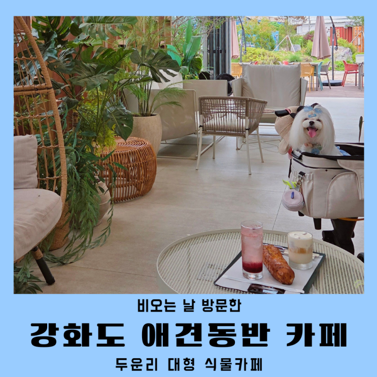  강화도 대형카페 두운리 애견동반 후기