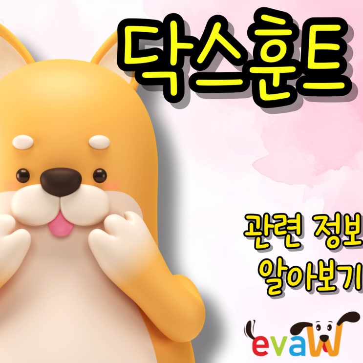  닥스훈트 짧은 다리 속 강한 사냥 본능을 지닌 반려견의 매력