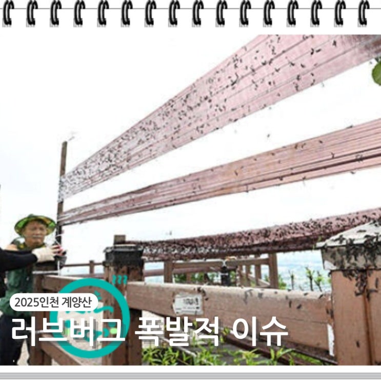  2025년 인천 계양산 러브버그 폭발적 증가 현황