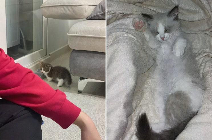  [대전고양이분양 퍼스트캣 대전점] 만족스러운 고양이 분양 경험!