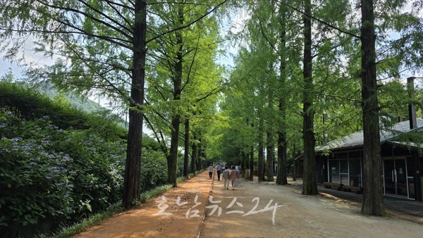  온 가족이 함께 즐기는 여름 여행지, 담양 메타세쿼이아랜드로 떠나보세요