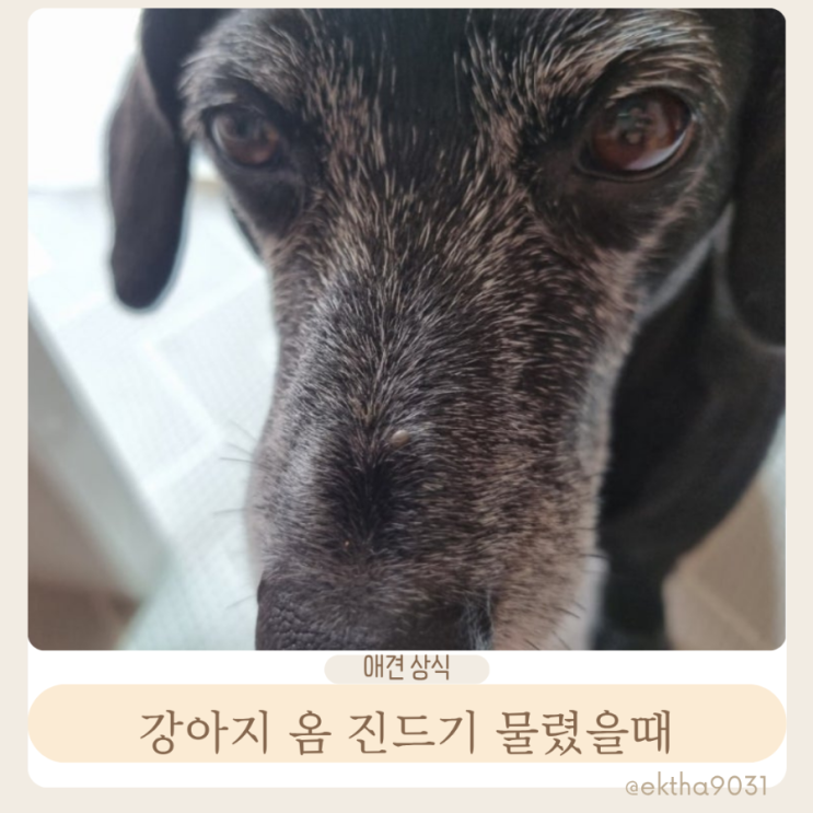  강아지옴 진드기 물렸을때 증상, 감염여부 대처방법