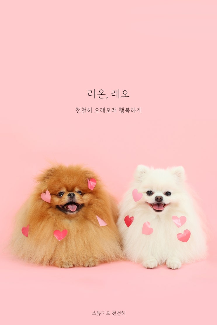  분당 반려동물사진관 스튜디오 천천히 강아지 화보 프로필사진 후기