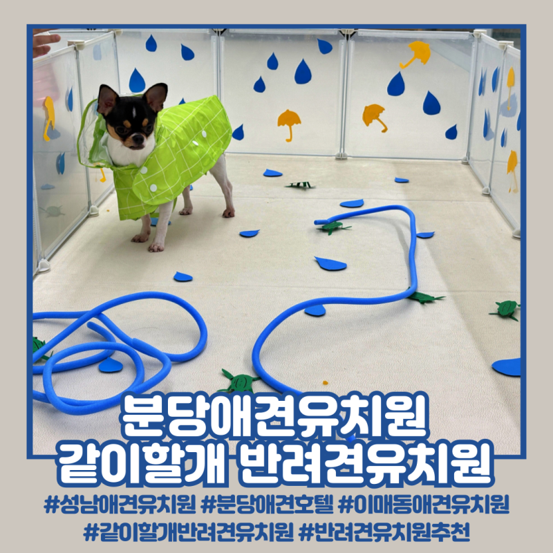 같이할개 반려견유치원