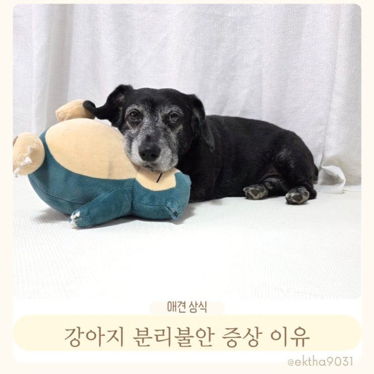  강아지 분리불안 증상 이유 극복하기