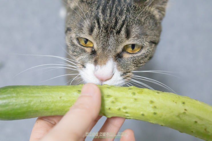 고양이 오이 먹어도 되는 음식 맞아요?