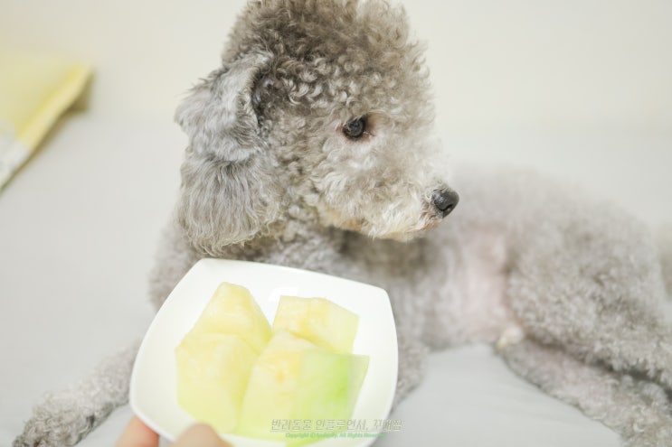 강아지 메론 댕댕이 줘도 될까?