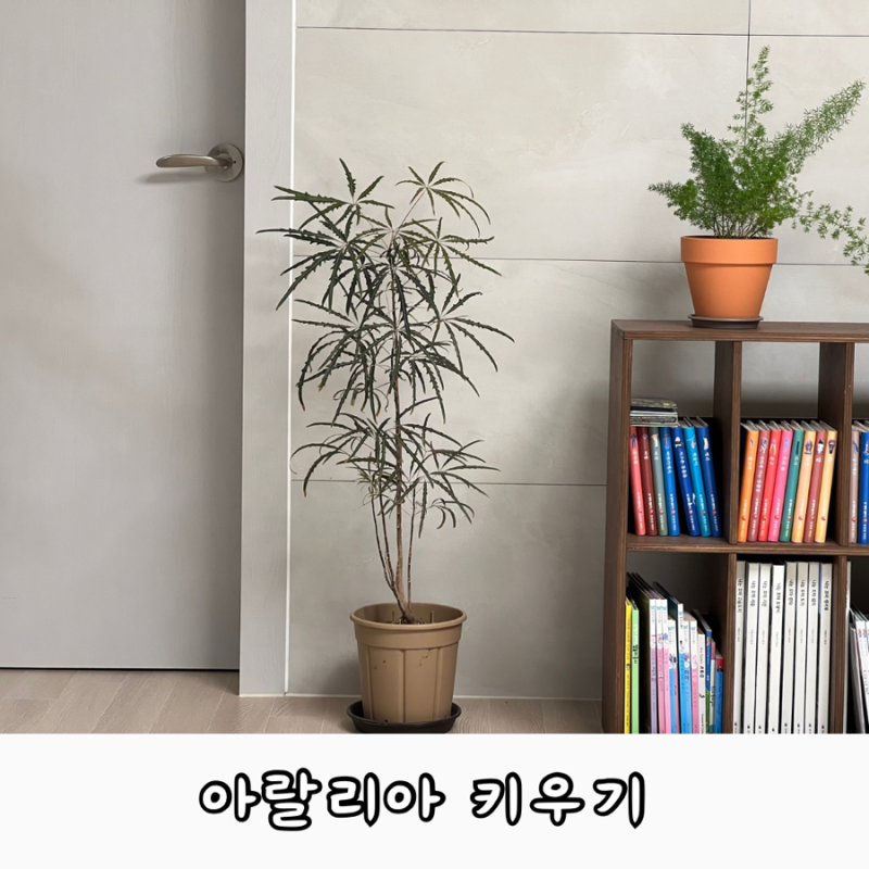 과습 아랄리아 살리기 성공! 아라리아 물주기 가지치기