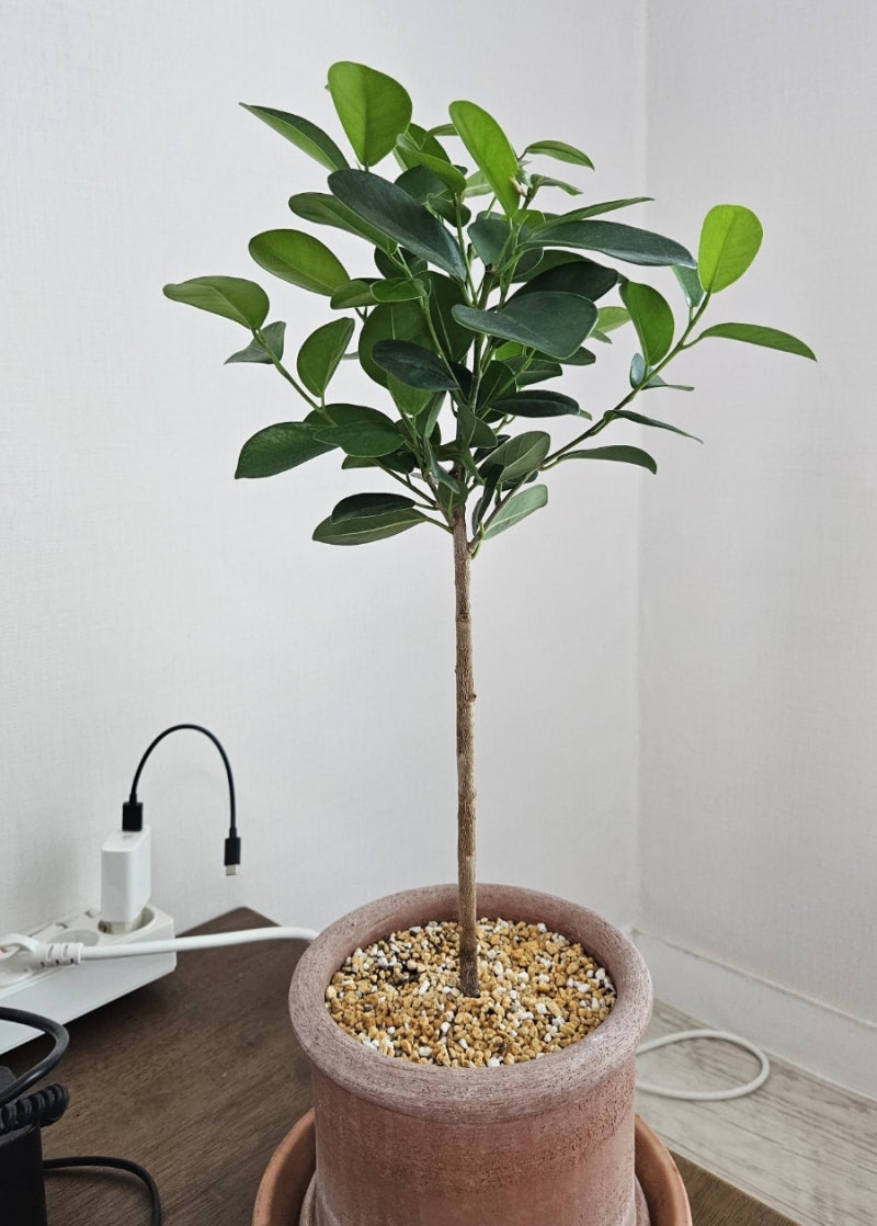 프랑스 고무나무 키우기 : Ficus Rubiginosa
