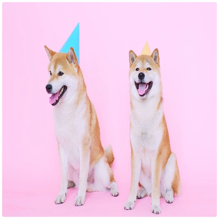 강아지 꿈 강아지보는꿈 해몽
