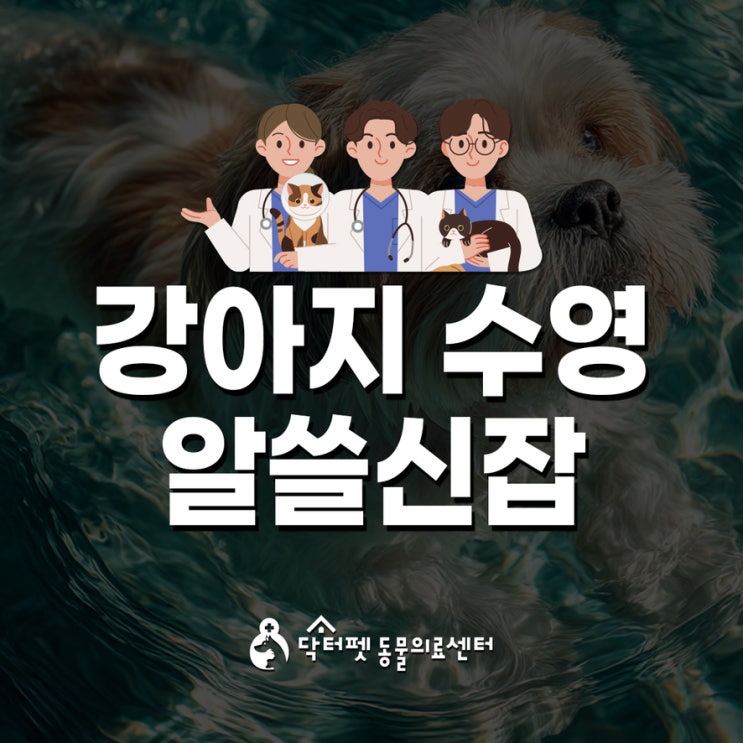  여름이니까 강아지 수영의 모든 것 부산 동물병원