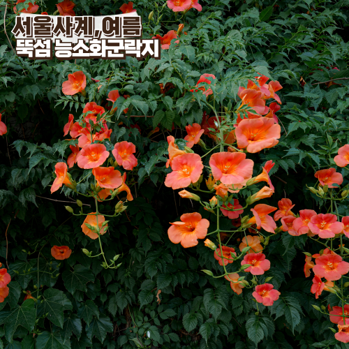 서울 능소화 명소 뚝섬 능소화군락지 위치 가는법 실시간 개화 상태