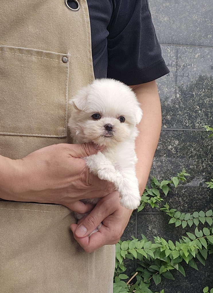  인천 애견샵