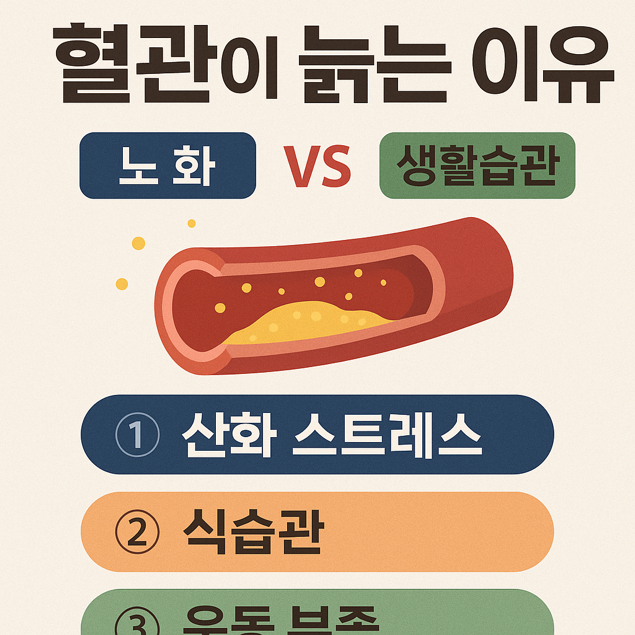  혈관이 늙는 이유 – 노화 vs 생활습관