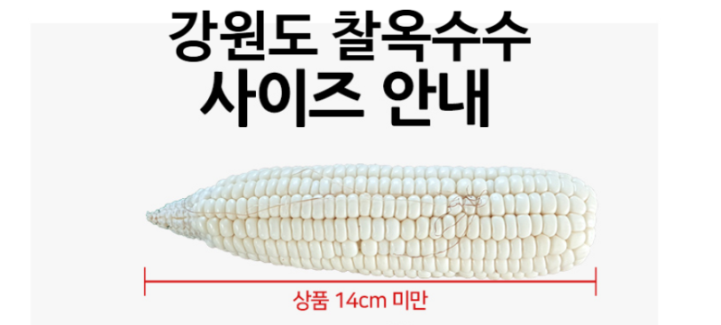 강원도 찰옥수수 파는곳, 달고 맛있는 미백찰옥수수 판매 주문