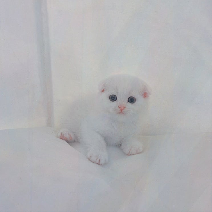  고양이와의 특별한 인연, 아산랙돌분양을 통해 만나는 천안고양이분양 퍼스트캣 본점!