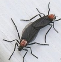  ️ 왜 하필 수도권에? 퇴치법 없다?... 일반 곤충보다 128배 강한 러브 버그! 친환경 방제의 한계와 대응법
