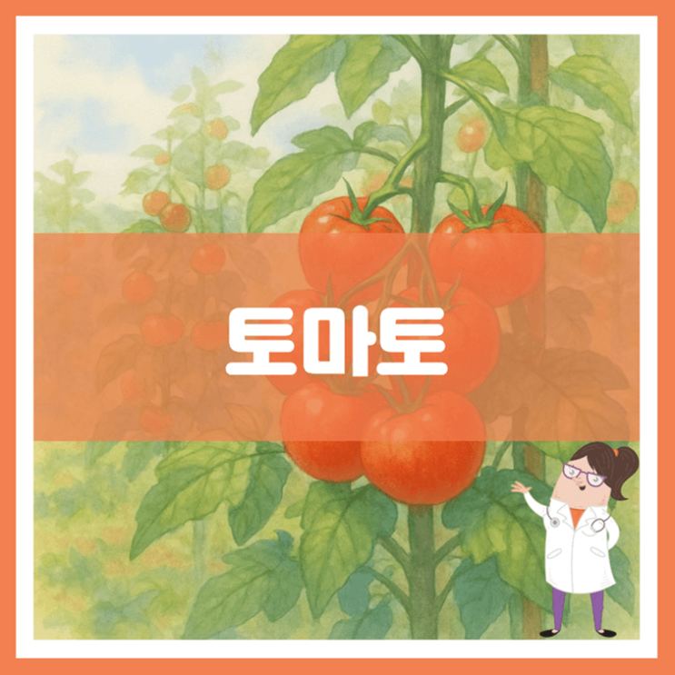  토마토 효능 부작용 고르는 방법
