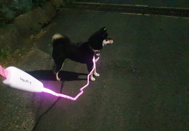  일년 사용후 하는 찐 후기: 애완견 야간 산책 닥터라이트몽 Dr. Light Mong LED 가이드 줄