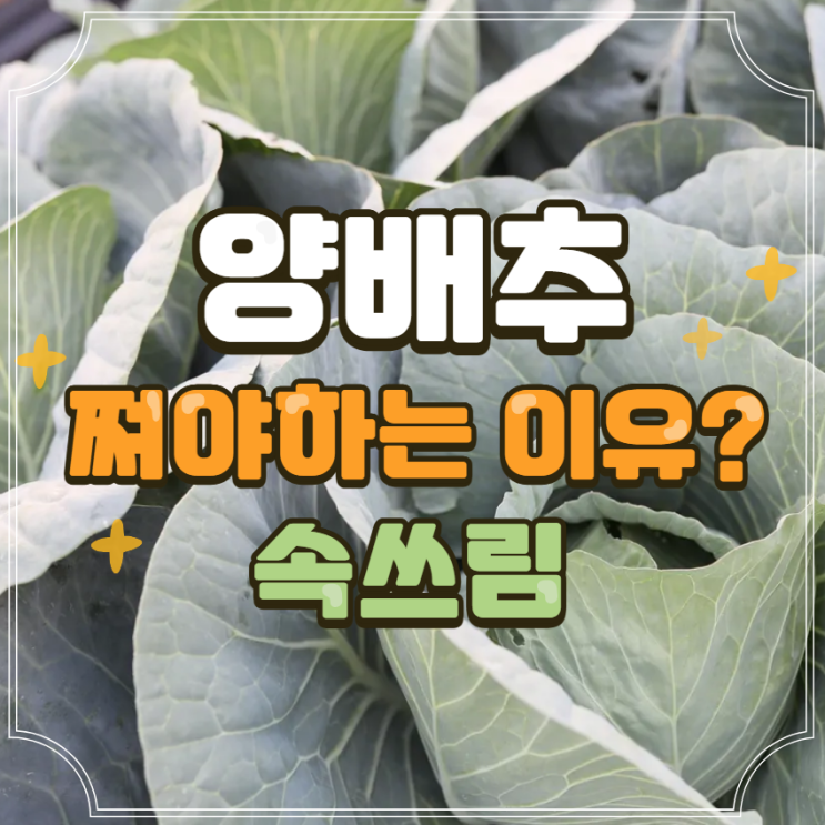  양배추 속쓰림 효과? 양배추찌는법