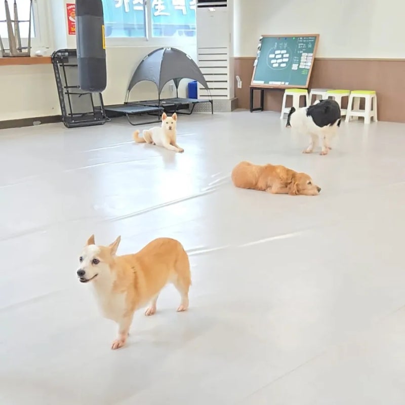 다양하개 애견유치원