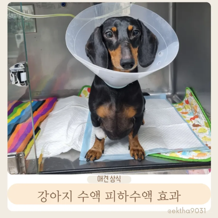  강아지 수액 피하수액 효과 및 부작용