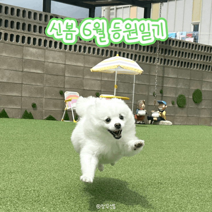  멍튜버로 변신한 신봄 6월 등원 일기 동탄 오산 원더독 강아지 유치원