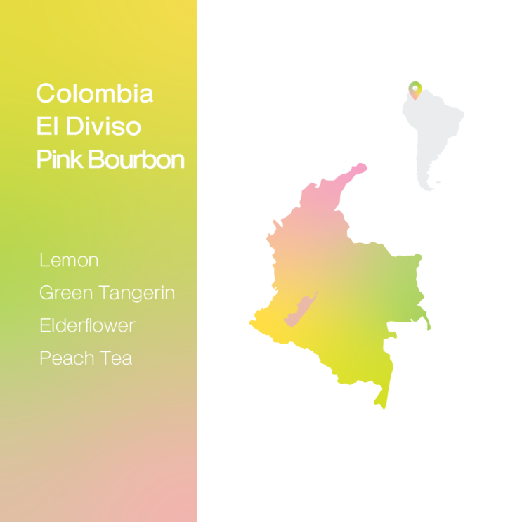  [생두 & 로스팅 리뷰] - 콜롬비아 엘 디비소 핑크버번 무산소 워시드 - Colombia El Diviso Pink Bourbon Anaerobic Washed
