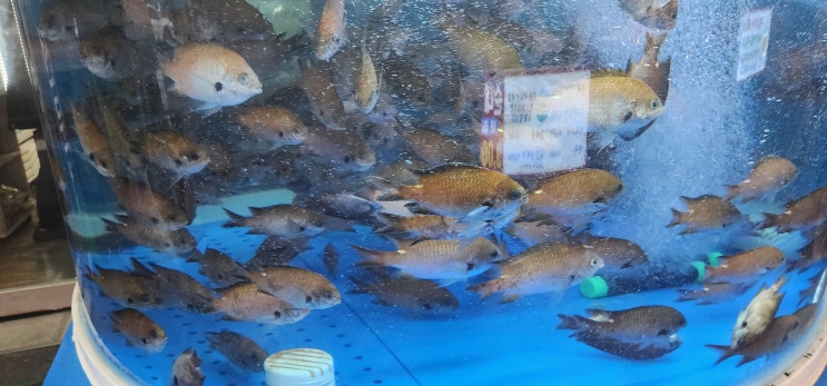  수산물 전문 직매장 창업 지원, 7월 4일부터 본격 접수 최대 8천만 원 지원