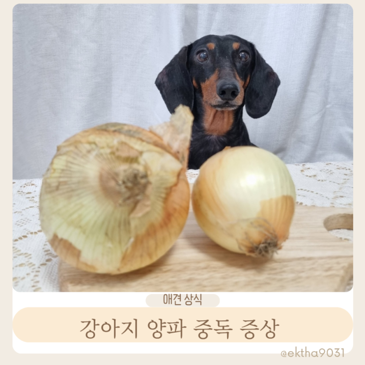  강아지 양파 중독 증상 양파는 소량도 위험해요