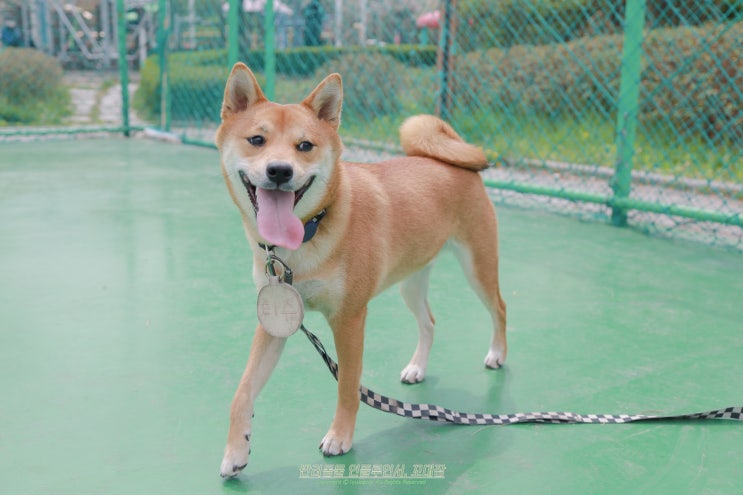 시바이누 강아지 시바견 성격 털빠짐 마메시바 특징