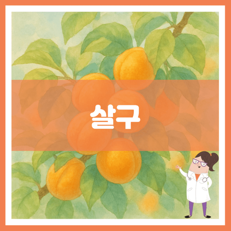  살구 효능 부작용 고르는 방법