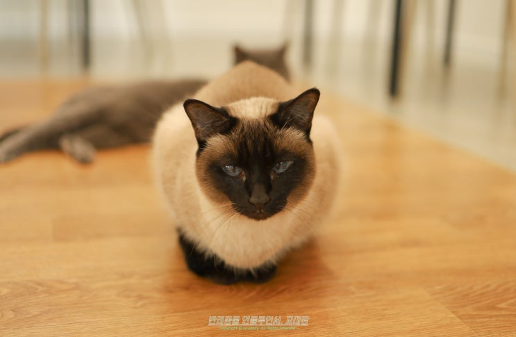 샴고양이 종류 개냥이 성격 특징 털 관리까지
