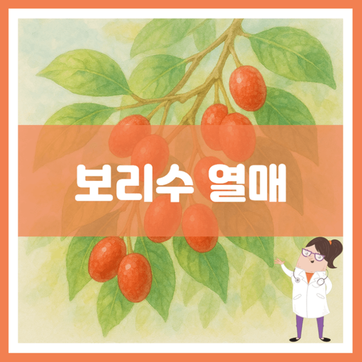  보리수 열매 효능 부작용 보관방법