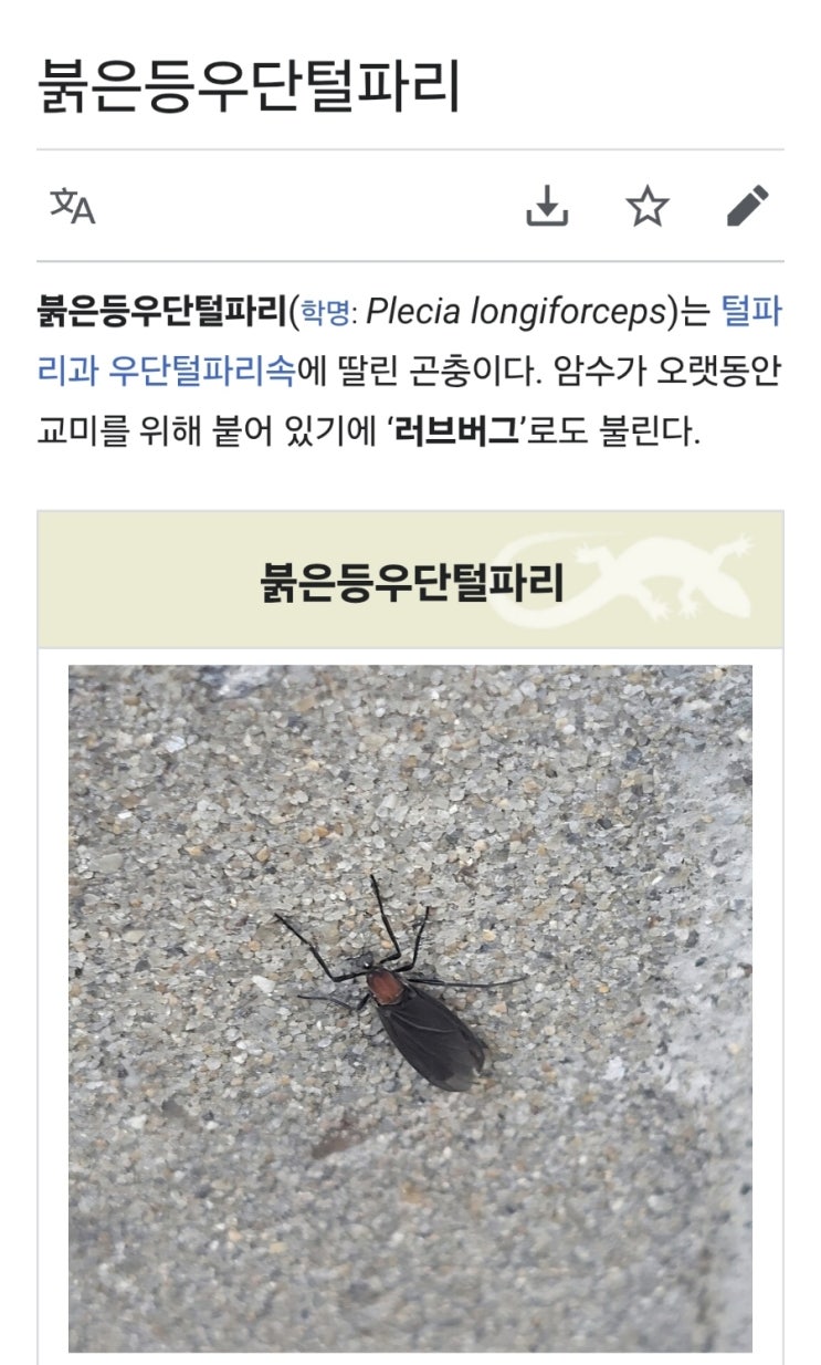 <b>러브버그</b> 대량 출몰, 왜 이렇게 불편할까?