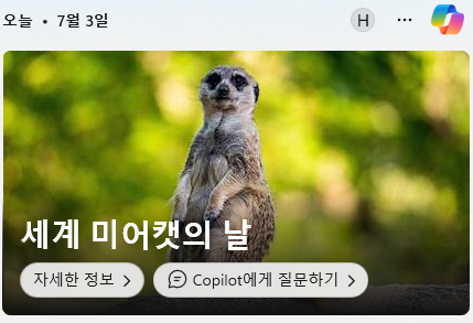  아임미어캣이 소개하는 세계 미어캣의 날