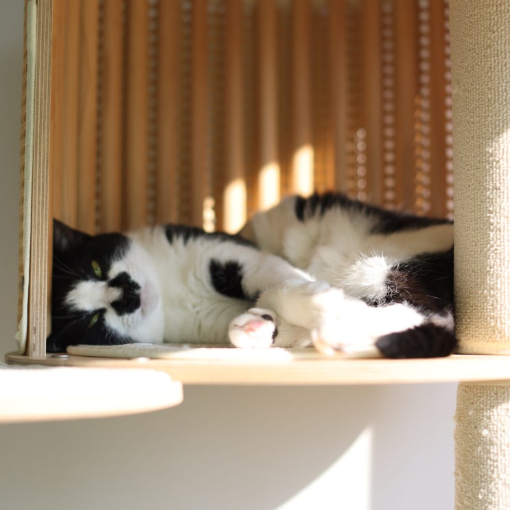  고양이 더위 견디게 해주는 현실 꿀팁 5가지