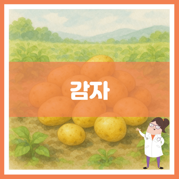  감자 효능 영양성분 부작용