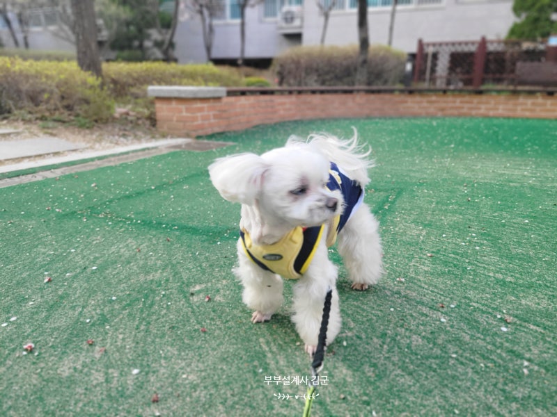 개보험 애견보험 가격 비교 추천 회사는