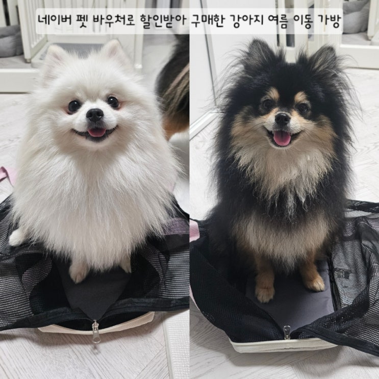  [네이버 펫 바우처] 할인받고 산 바잇미 메쉬백, 여름 슬링백 끝판왕 / 이동 가방 고민 중이라면 꼭 보세요