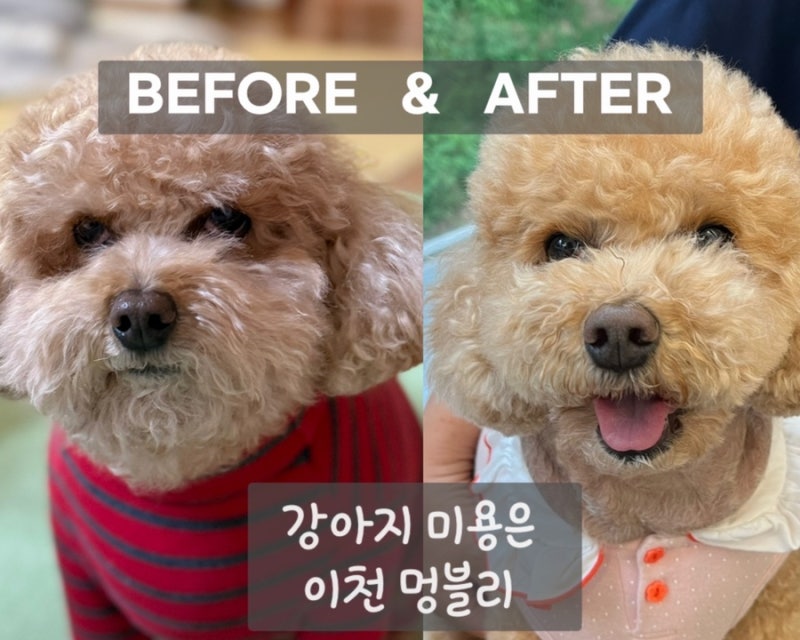 멍블리 애견미용&호텔놀이터