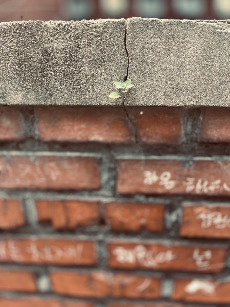  흐릿한 바람