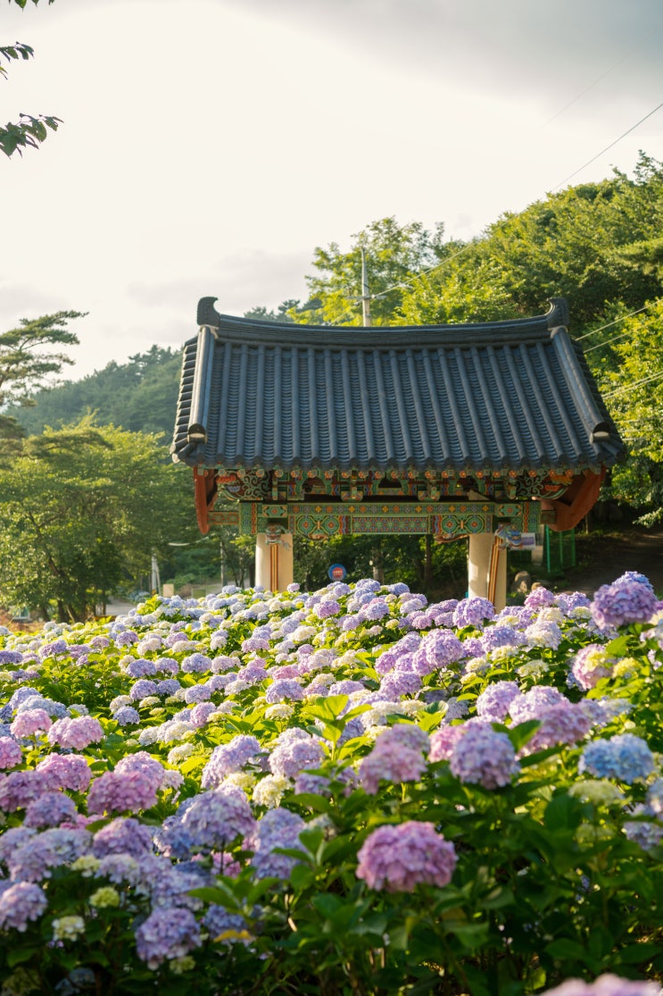  일주문과 수국을 담을 수 있는 서산 부석사
