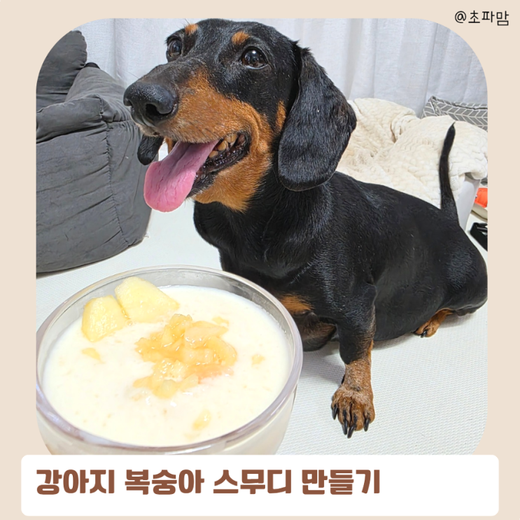  강아지 여름 간식 복숭아 요거트 스무디 만들기