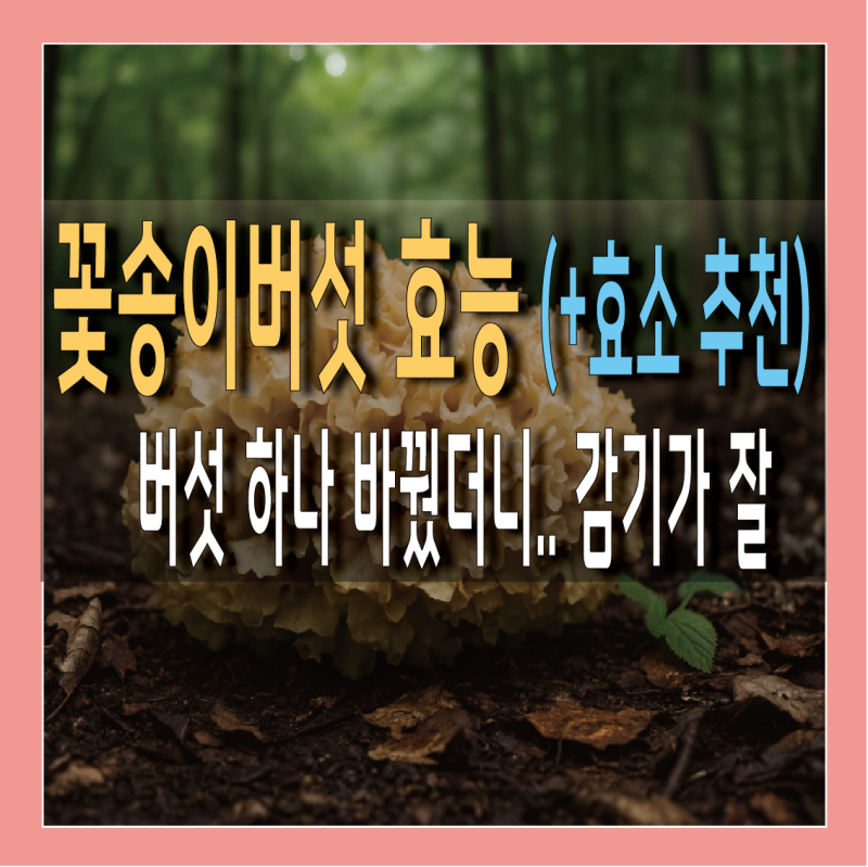 꽃송이버섯 효능과 먹는법 (효소 추천)