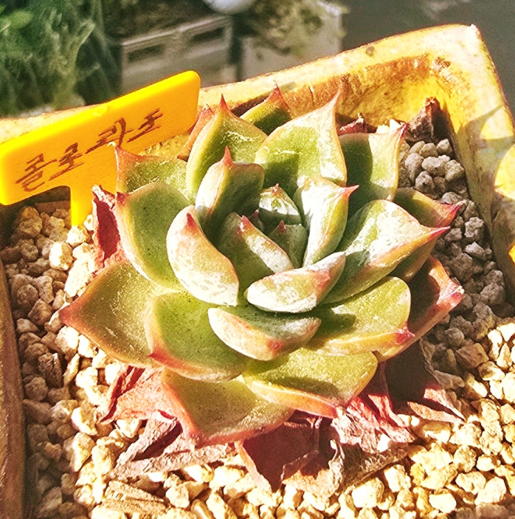  20250704 콜로라도, 레드쥬얼리